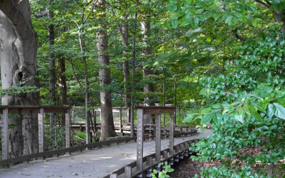 A wooden boardwalk path winding through a dense, green forest or woodland area.