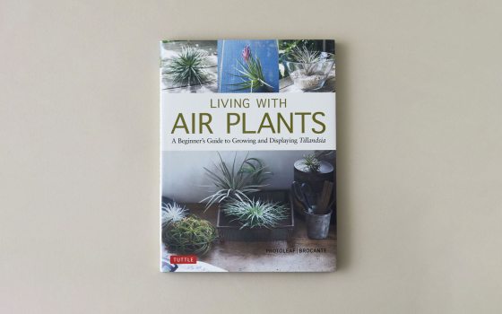 Air Plants