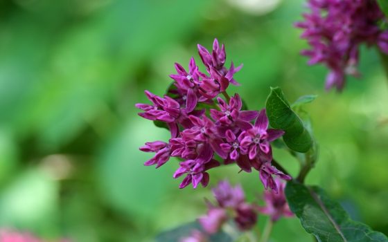 Close-up of a cluster of vibrant magenta or purple wildflowers against a soft, blurry green background.