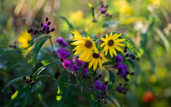 A close-up of bright yellow sunflowers and clusters of deep purple wildflowers in a sunlit field.
