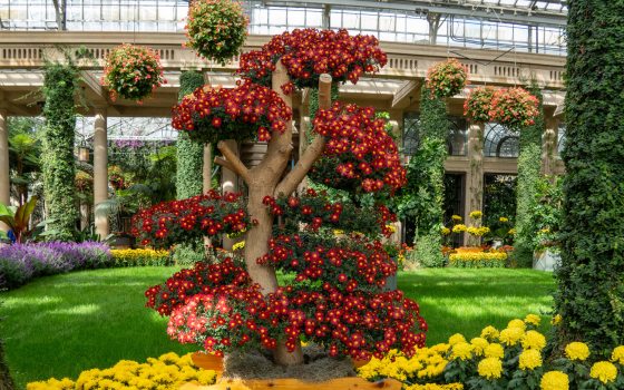 Dense flower coverage of red and yellow- cascade single and semi-double flowers displayed on natural tree limbs. 