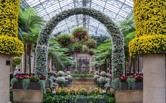 Artistically trained arch form using the chrysanthemum cultivar 'Yamanoha-no-Kumo', a pure white, cascade-style chrysanthemum. 