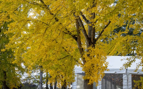 ellow fan-shaped leaves on a branch