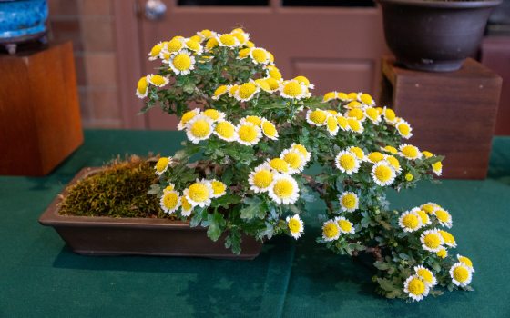 Small daisy-like blooms with a prominent, raised golden-yellow center. 