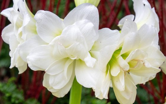 Large, fully-double, snow-white blooms with two or three layers of petals.