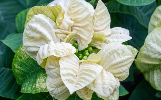 Compact poinsettia cultivar known for its medium-sized, pure white ruffled bracts. (modified leaves)., and 