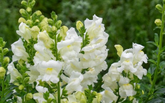 An upright snapdragon with tall spikes of white, tubular flowers that have a yellow throat. 