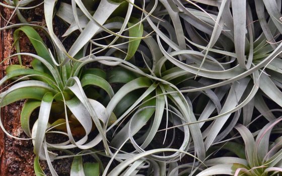 A group of large Tillandsia, in shades of silver and green