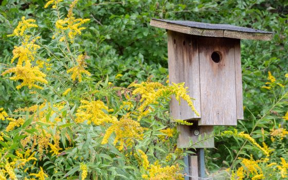 Wood Bluebird bird house surrounded by goldenrod
