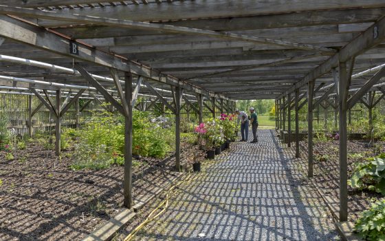 Two people stand looking at plants at the far end of an open-air greenhouse