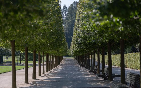A long garden path is shaded by a border of identically shaped trees along each side.