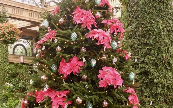Clusters of bright pink poinsettias, envelop the Fraser Fir tree.  