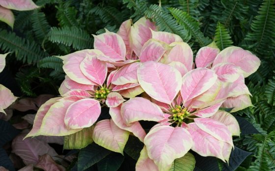 Known for its "marble" colored bracts (modified leaves), which are a marbleized mix of pink and white, set against dark green foliage.