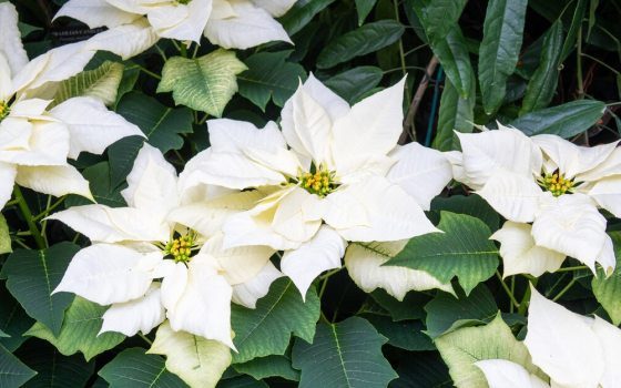 Compact habit and abundant, snowball-like double white flowers. 