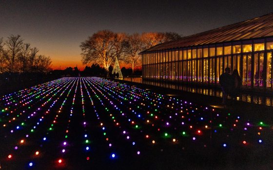 Nighttime view of a vast lawn covered in a pattern of parallel rows of glowing multi-colored lights (red, blue, green, purple) extending toward a brightly lit glass conservatory building.
