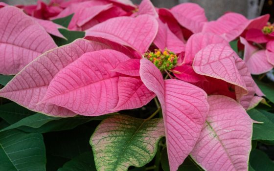 Vibrant, poinsettia known for its cheerful soft pink bracts (modified leaves) surrounding tiny yellow flowers, featuring dark green foliage. 