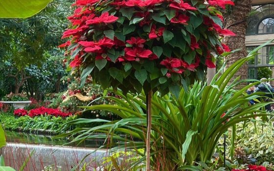 Grown over a two-year process, standards are carefully trained and managed to reach their towering height and bushy-round appearance.