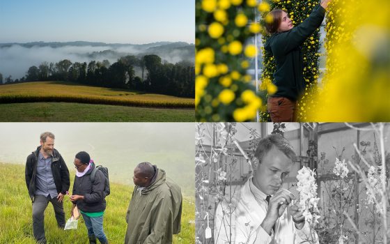 Collage of 4 images, including a hilly, fog-covered landscape; a horticulturist tending yellow mums on a column; a scientist in a lab coat handling floral specimens; and three people outdoors, one with a pink flower in hand.