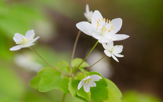 Closeup of delicate white flowers and light green foliage.