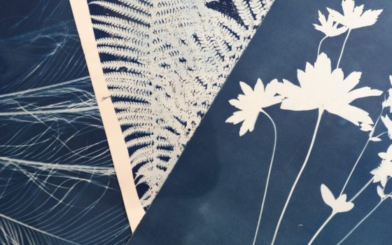 Two cyanotype images close up with floral features. 