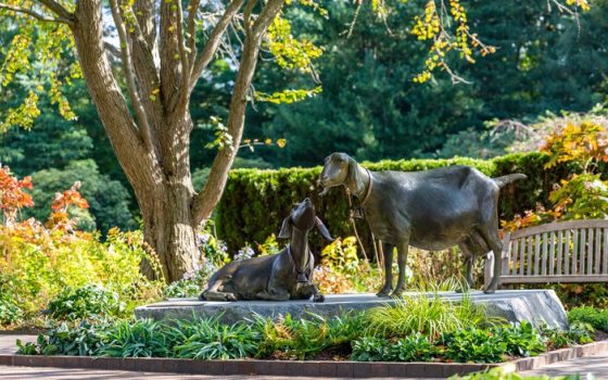 A life-sized bronze sculpture of two goats resting on a flat stone base. The sculpture is set within a vibrant garden at Longwood Gardens, featuring lush green ferns, colorful autumn foliage, and a large deciduous tree with yellowing leaves in the background. A wooden garden bench sits to the right of the sculpture.