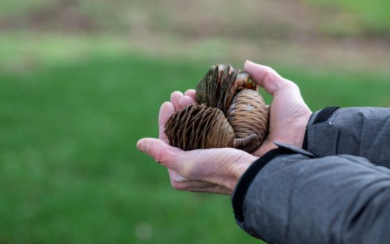 A persons hands holding three pinecones.