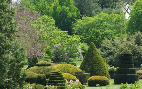 A topiary garden at Longwood Gardens featuring a variety of topiary trees set among large trees in bloom in summer. 