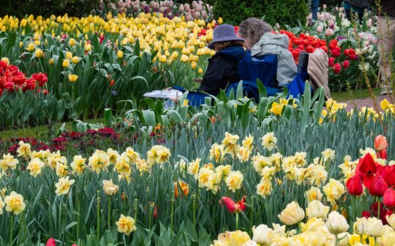 Two people seated in chairs, viewed from behind, as they enjoy a vibrant display in a large flower garden.