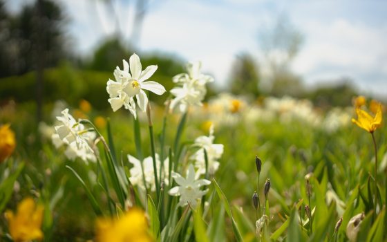A shallow depth-of-field shot focuses on a cluster of delicate white multi-petaled flowers, likely a variety of narcissus or daffodil.