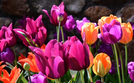 Closeup of pink, orange, and purple tulips, with petals in sunlight and shadow.