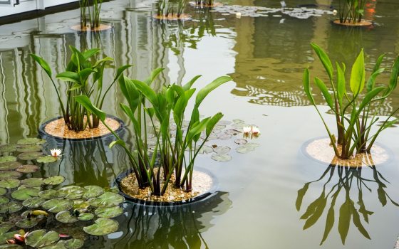 An outdoor shallow pool area with aquatic plants growing.