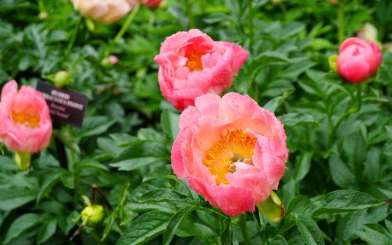 Pink peonies in bloom on a shrub. 