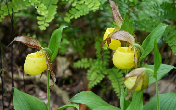 Yellow orchids growing in a forest covered area. 