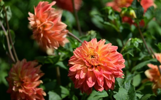 Orange dahlia's growing in an outdoor garden.