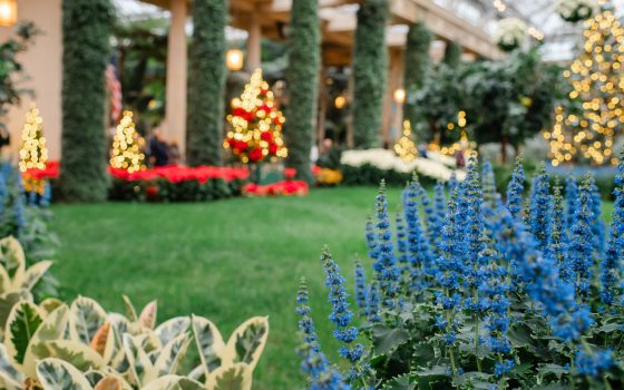 A scenic view of the Orangery during the 2025 Christmas season. The bright blue coleus spikes are featured in the foreground, leading the eye across a manicured green lawn toward glowing Christmas trees and ivy-wrapped stone pillars.