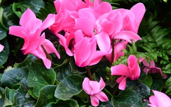Valued for its heart-shaped, silver-mottled leaves and unique, upside-down flowers with swept-back petals in shades of pink, white, red, or purple.le. 