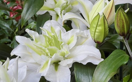 Pollen-free, double Oriental lily with lush, pure white, up-facing blooms that have hints of green at their centers.