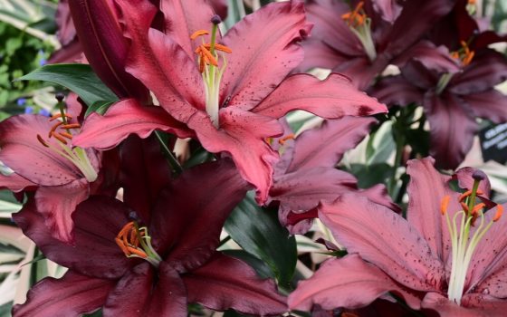 Upward-facing, deeply scented, large burgundy-red lily flowers.