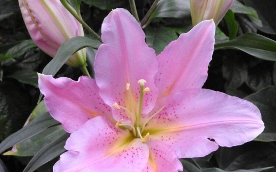 Large, single-flowered, light pink, with strong upright stems. 