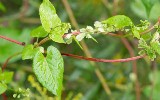Closeup of reddish vine with bright green arrow-shaped leaves and tiny white flowers
