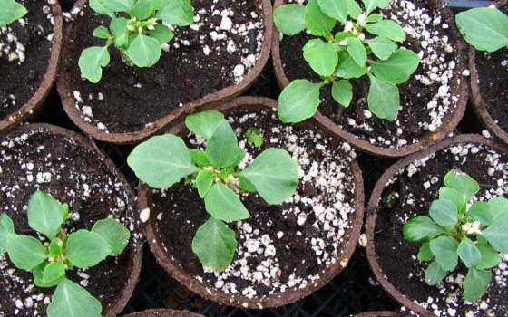 Seedlings rooted in peat pots