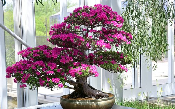 Closeup of pink-flowering bonsai azalea on display against backdrop of glasshouse windows and greenery.
