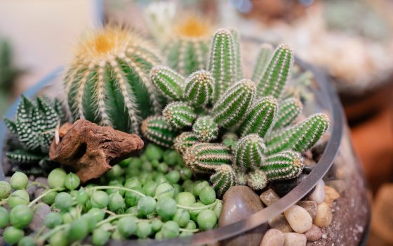 Close up shot of succulents planted in a glass dish