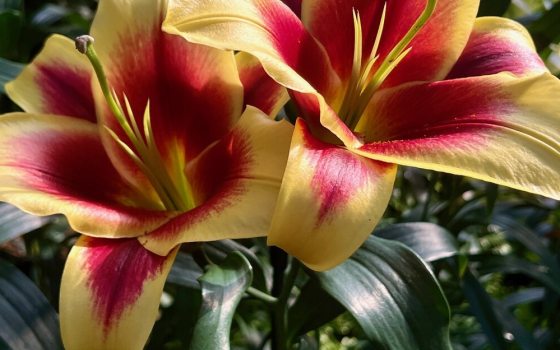 Large, upward-facing, paprika-red flowers with golden-yellow edges and reflexed petals.