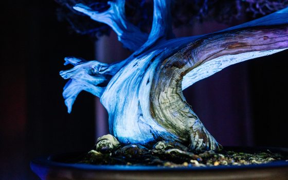 An extreme close-up of a bonsai trunk under UV light. The light reveals the intricate textures, grain, and cracks in the wood, making the trunk appear like a glowing, sculptural landscape of neon blue and violet.