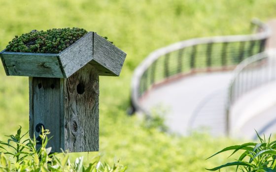 A bluebird nesting box, with a green roof, in a meadow.