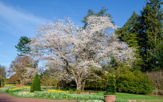 A cherry tree with light pink blossoms is centered amidst a brick walkway lined with yellow and white flowers, a blue sky, and a backdrop of trees. 