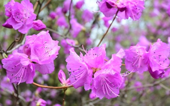 Dark pink flowers on the ends of many branches