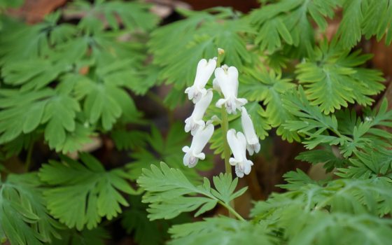 A white bleeding heart shrub in the wild.