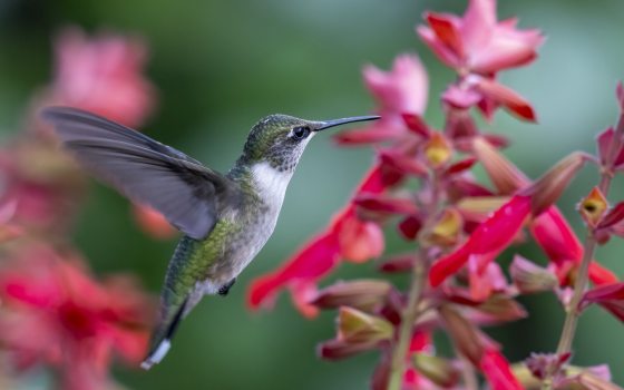 Closeup of hummingbird in flight, visiting bright fuchsia-colored flowers.